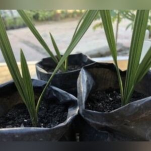 3 X Date Palm Tree Medjool Date Palm 3-4 fronds